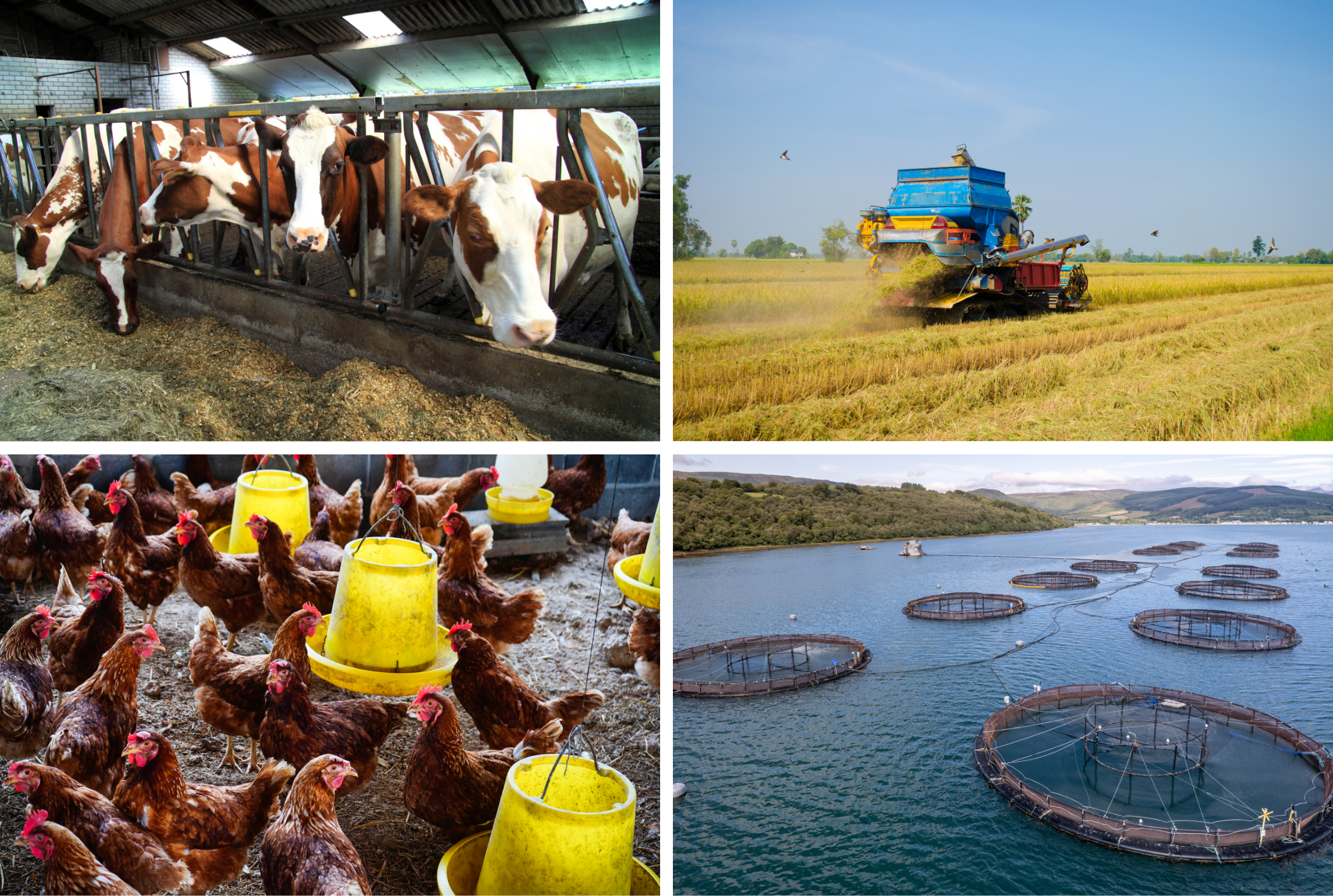 AI Productivity Roadmap for Agro-Food