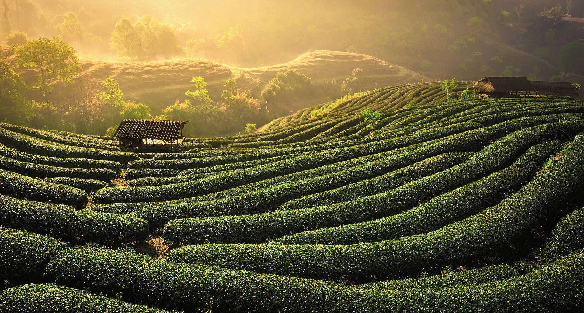 Natures Brew Sdn Bhd